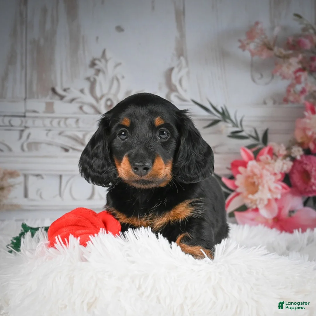 Miniature Dachshund dogs for sale: AKC-Dallas - Ad 4