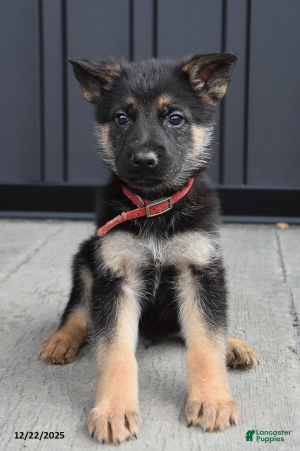 German Shepherd dogs Luke - Ad 12