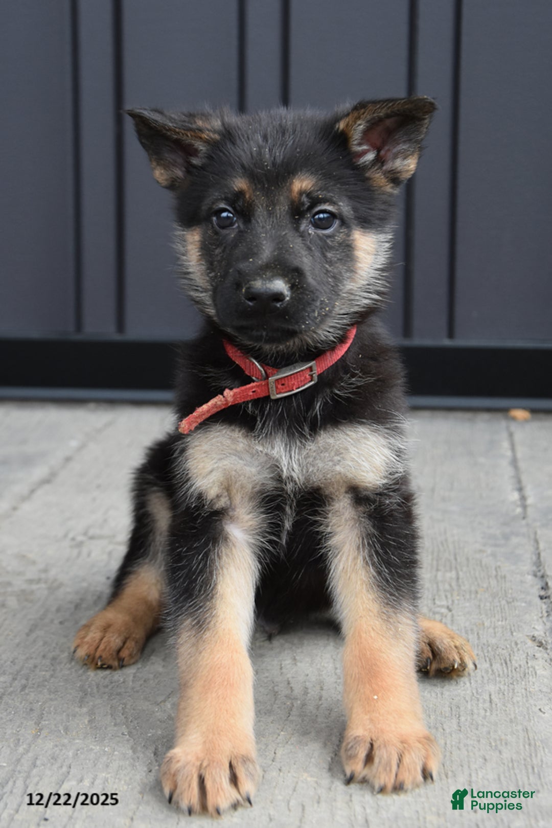 German Shepherd dogs for sale: Luke - Ad 1