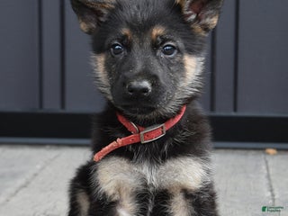 German Shepherd dogs Luke - Ad 14