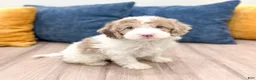 Miniature Poodle dogs for sale: Timmy - Ad 3