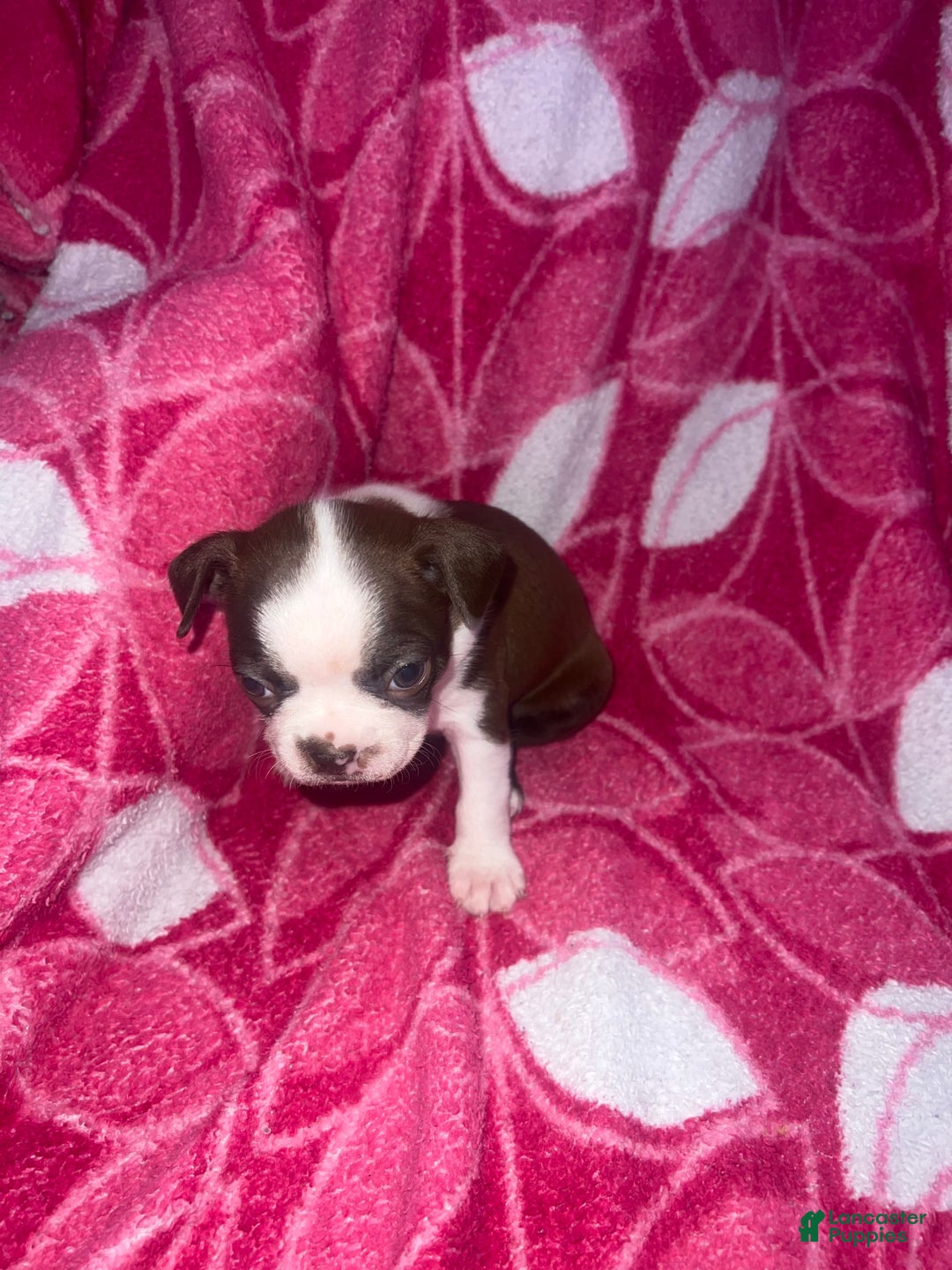 Gallery Image {{count}}