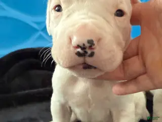 Dogo Argentino dogs Neon Yellow collar male - Ad 11