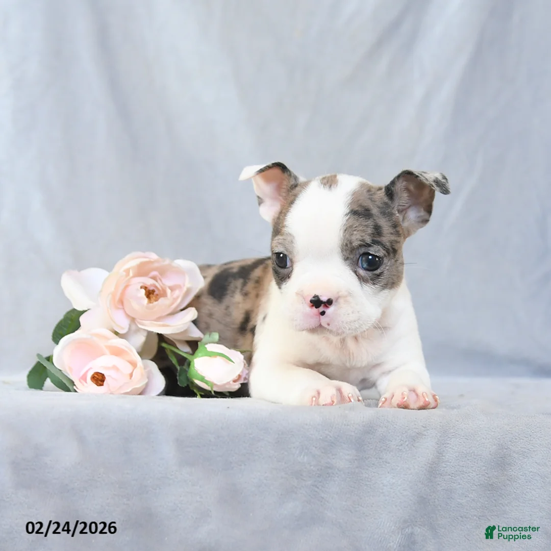 Boston Terrier dogs for sale: Flossy - Ad 2
