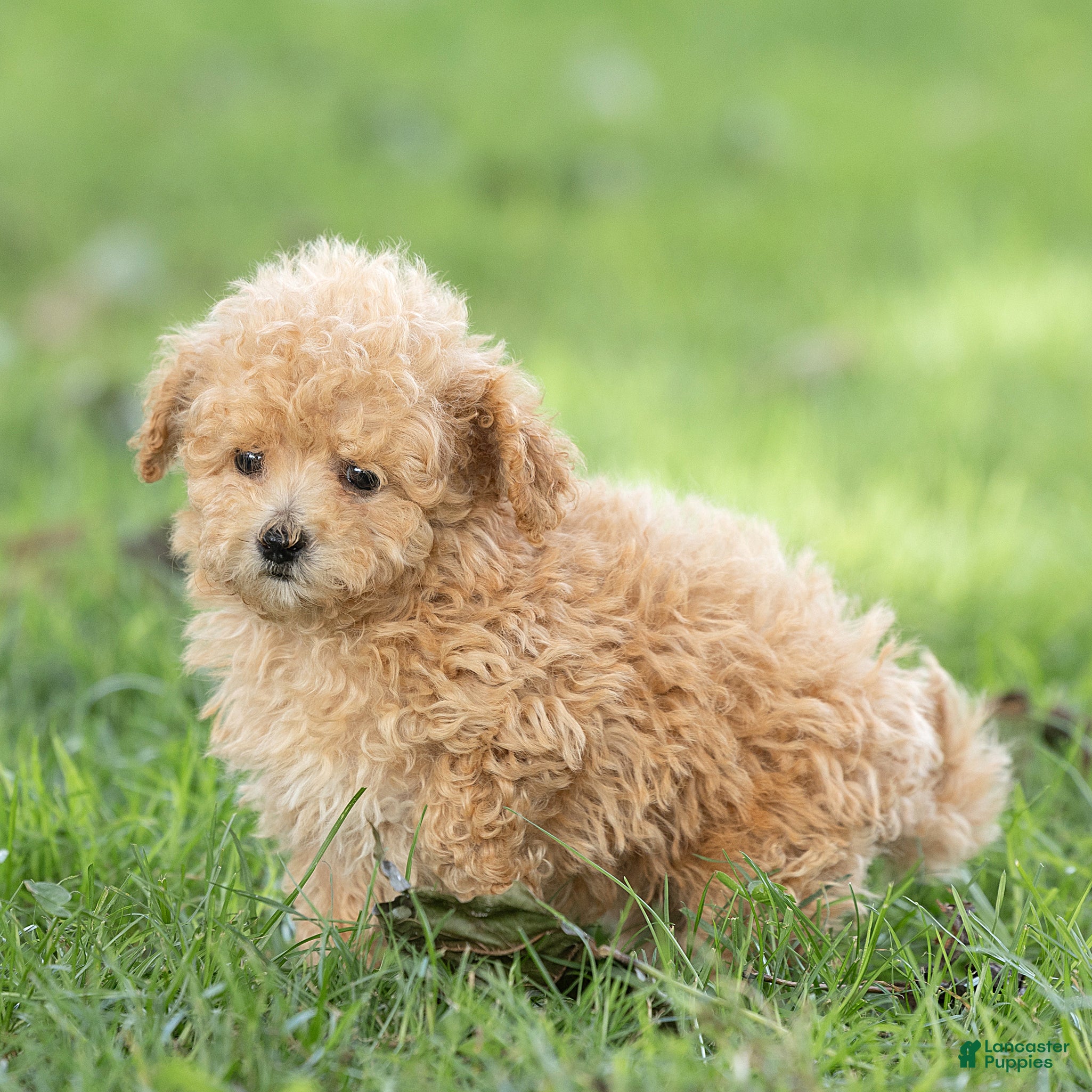 Maltipoo