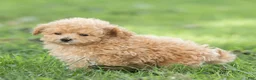 Maltipoo dogs for sale: Winston Maltipoo  - Ad 1