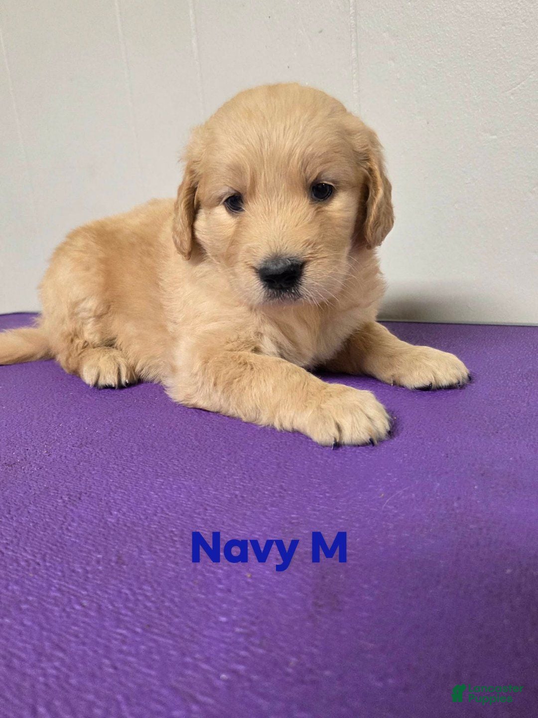 Goldendoodle dogs Goldendoodle 1 - Ad 34