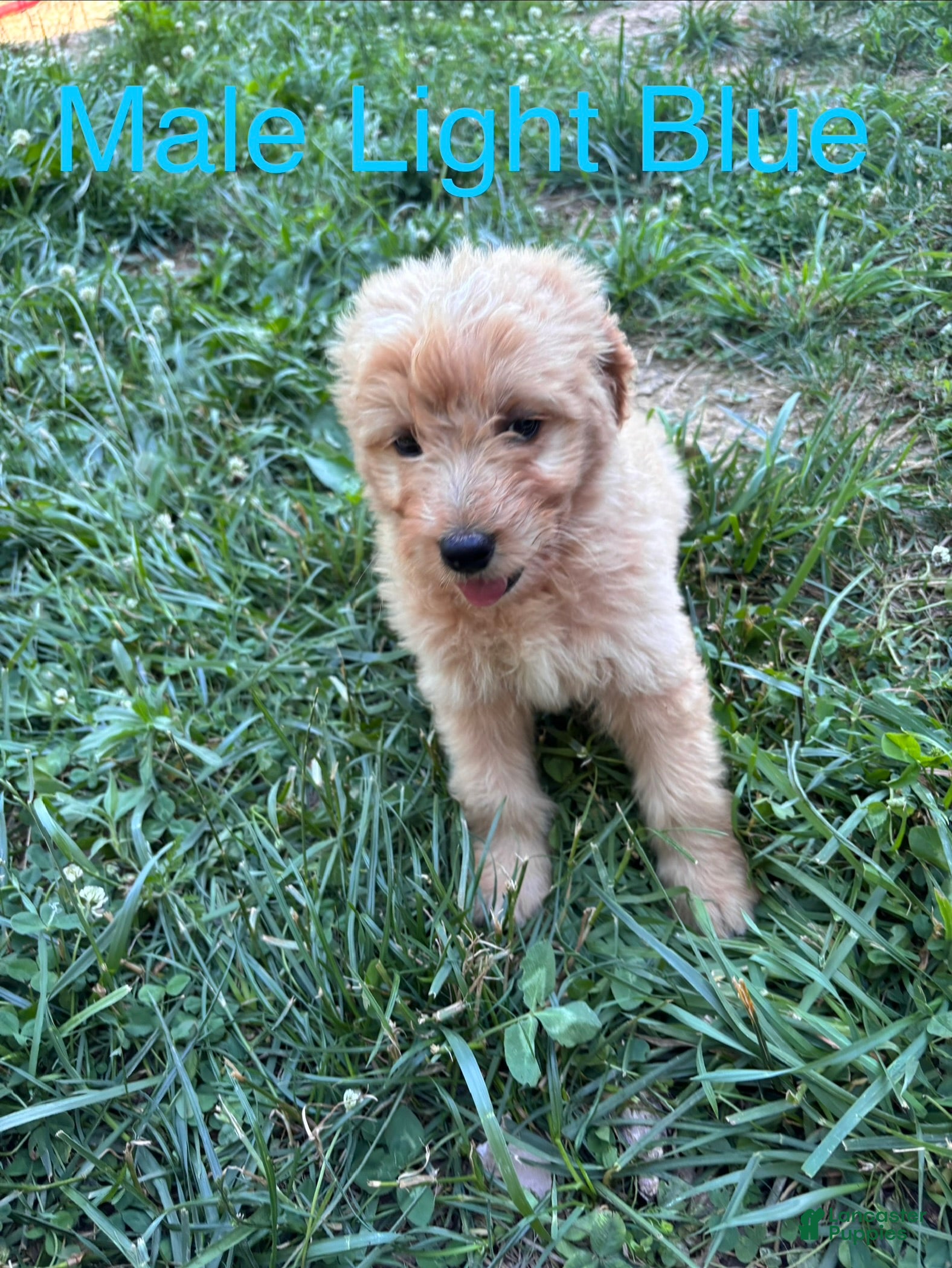 Bernedoodle dogs Bernedoodle Puppy 4 - Ad 1