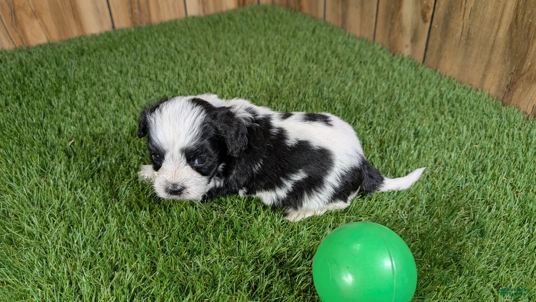 Cavapoo dogs for sale: Francis Boy 3 - Ad 4