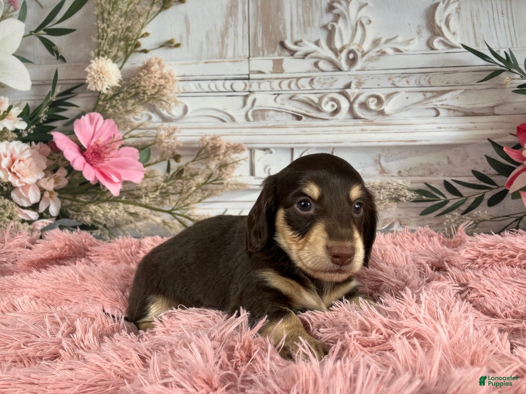 Miniature Dachshund dogs for sale: AKC-Ringo - Ad 8