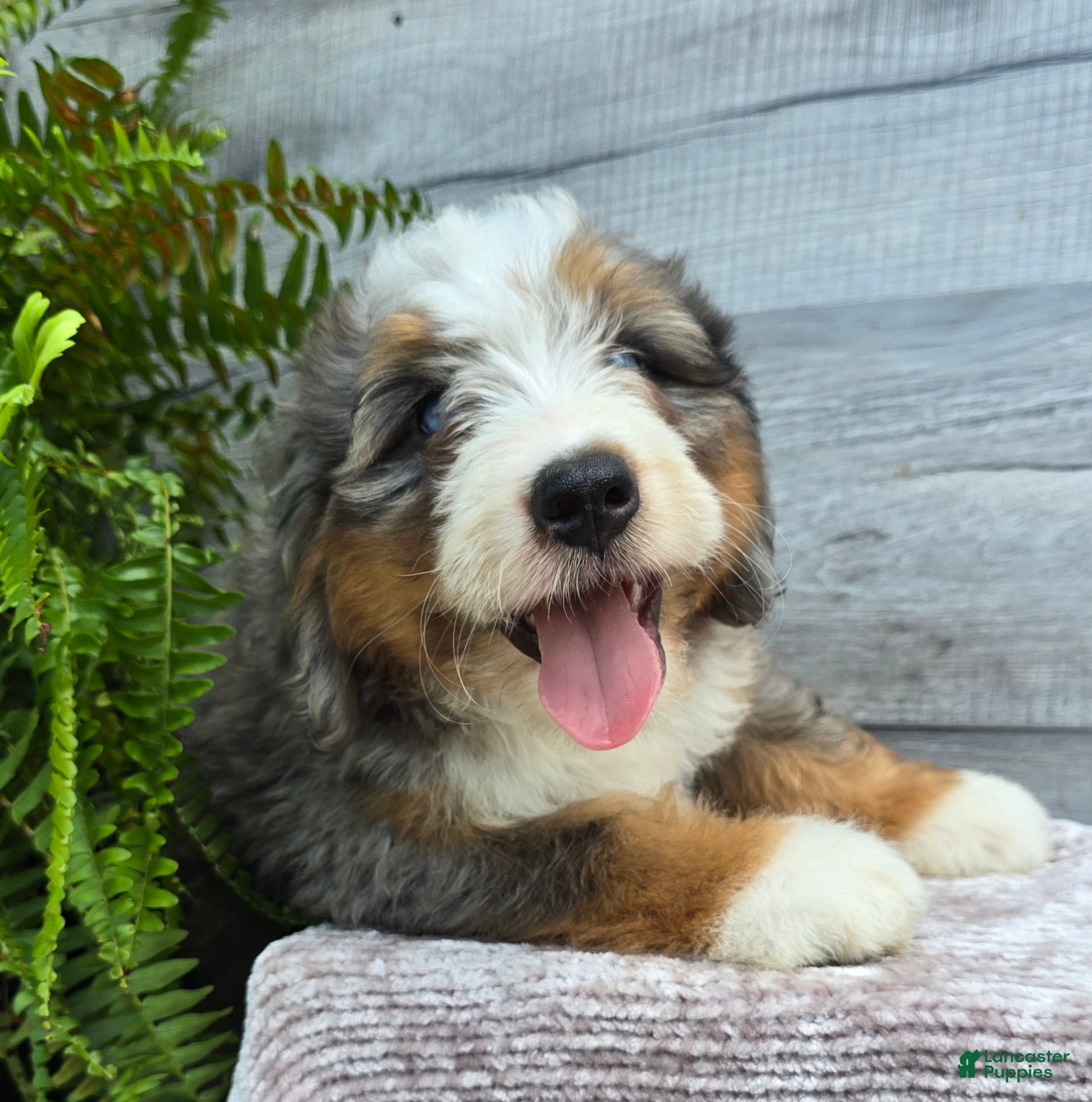 Mini Bernedoodle dogs for sale: Mini Knox - Ad 4