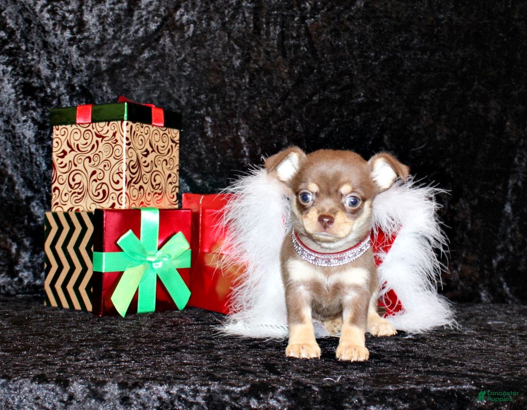 Chihuahua dogs for sale: Adelaide - Ad 1