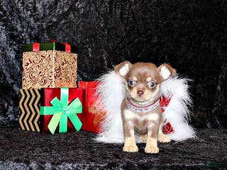 Chihuahua dogs Adelaide - Ad 35