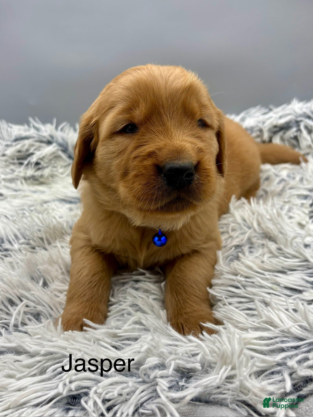 Golden Retriever dogs for sale: Golden Retriever Puppy - jasper - Ad 4