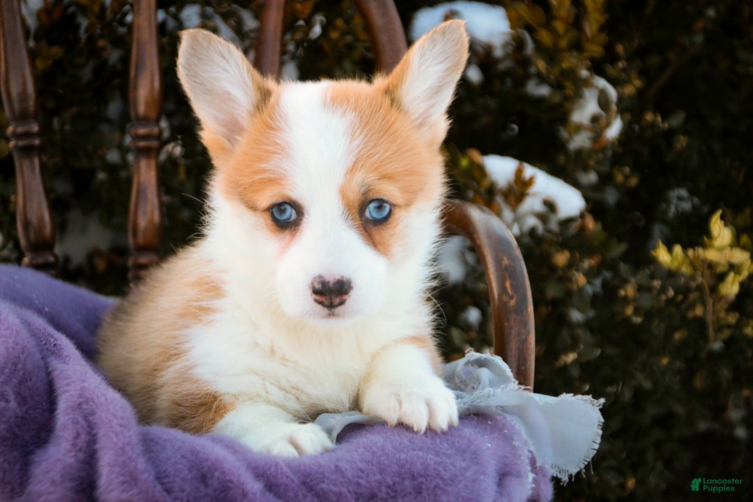 Welsh Corgi Pembroke dogs for sale: Elsa - Ad 2