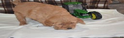 Golden Retriever dogs for sale: Rascal - Ad 3
