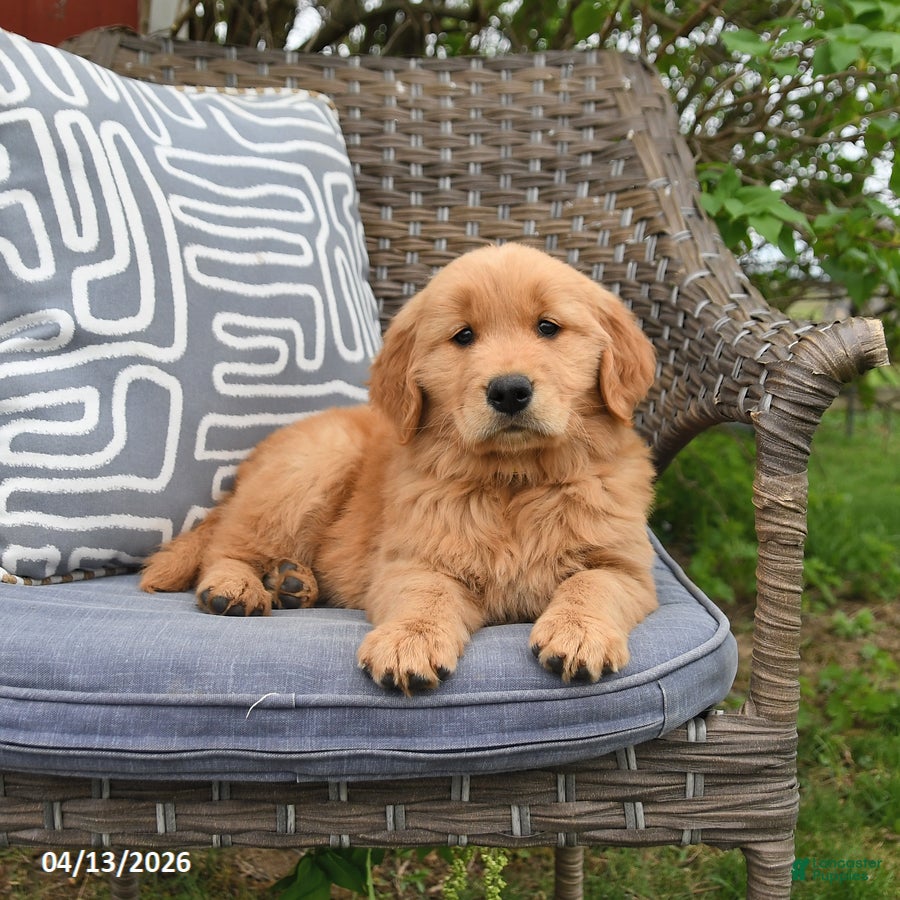 Golden Retriever dogs Melissa  - Ad 1