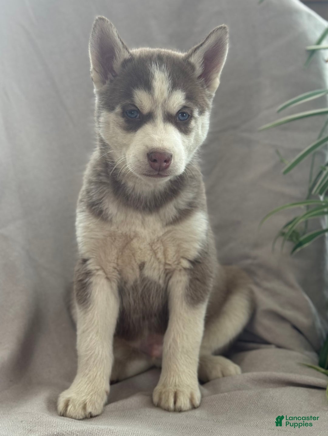 Siberian Husky dogs for sale: Leo - Ad 12