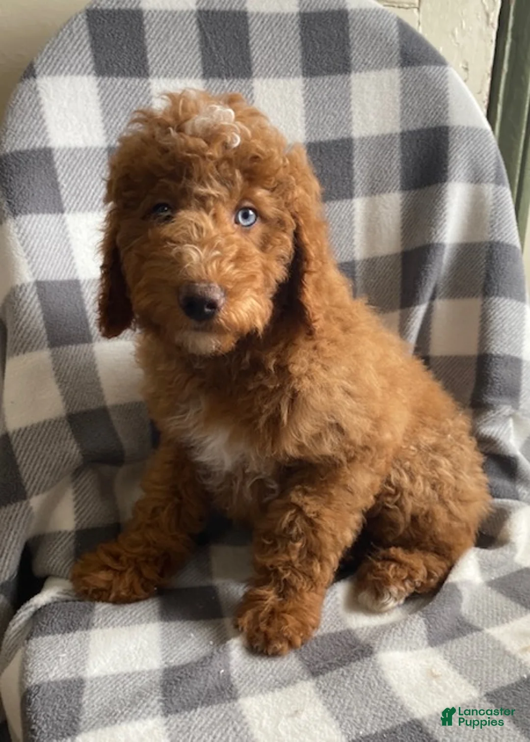 Miniature Poodle dogs for sale: Benji- Medium size - Ad 1