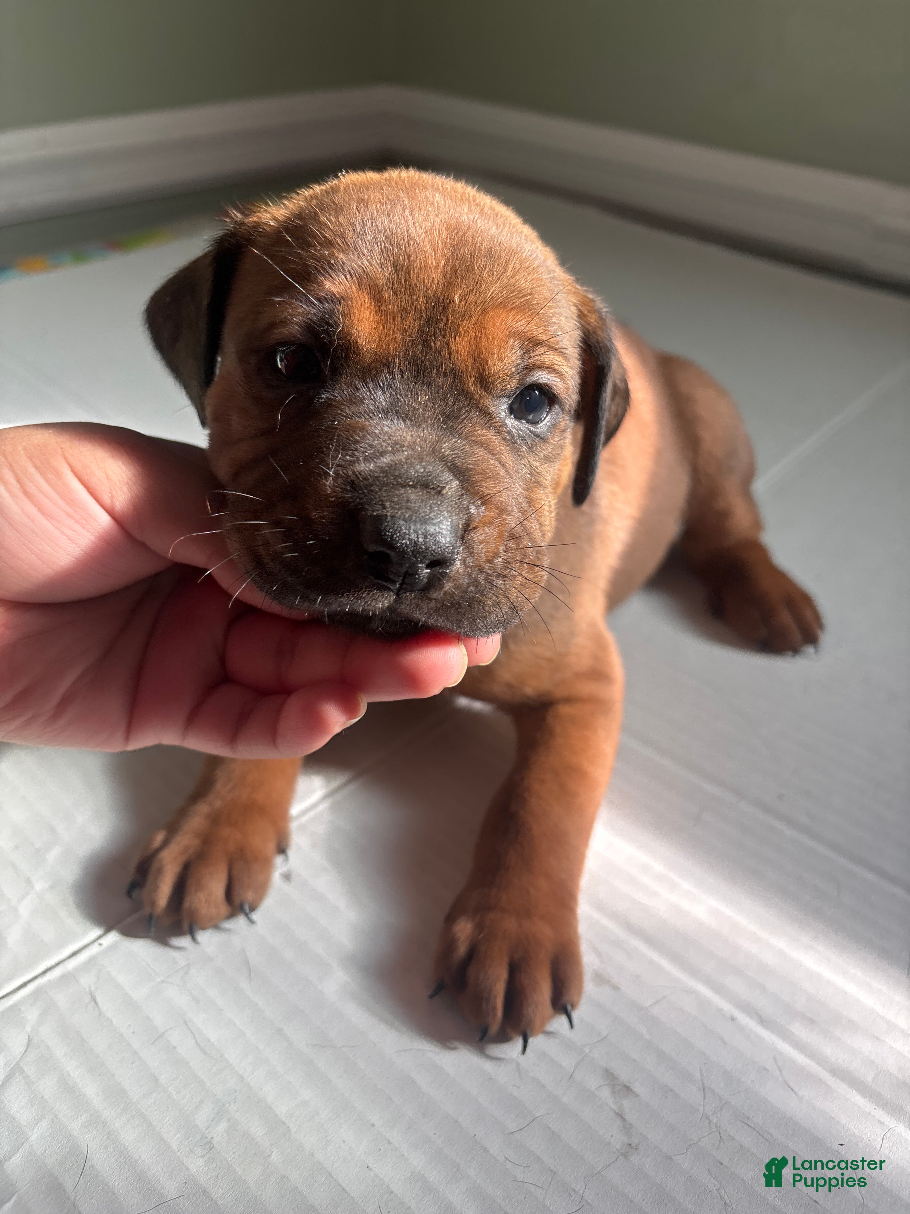 American Staffordshire Terrier dogs American Staffordshire Terrier Puppy 2 - Ad 14