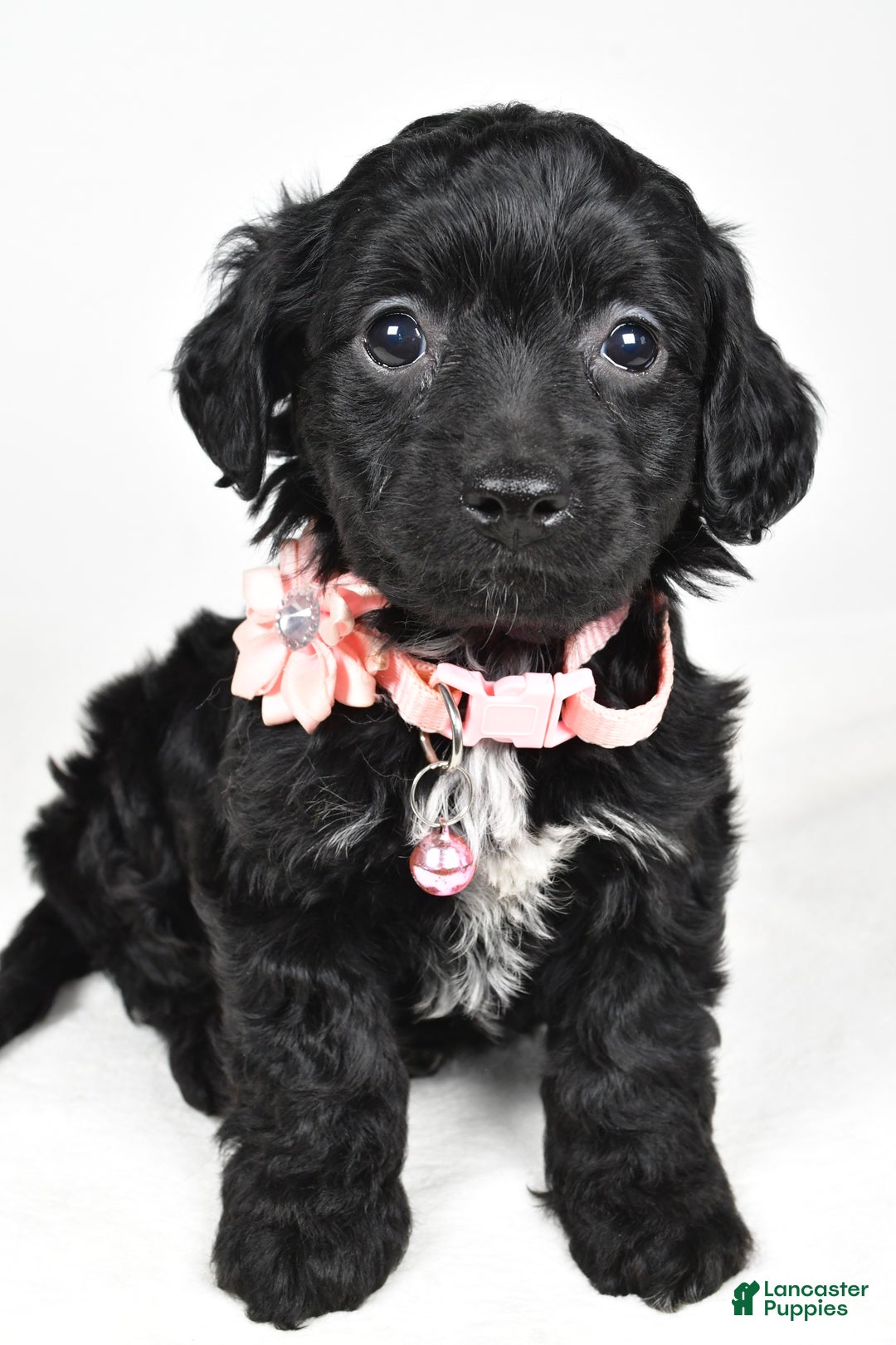 Cavapoo dogs for sale: Shelly - Ad 8