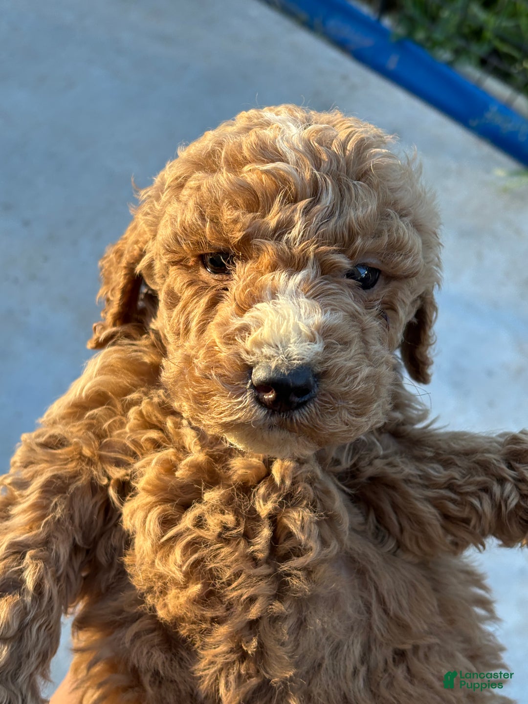 Standard Poodle dogs for sale: Atlas - Ad 9