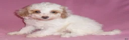 Miniature Poodle dogs for sale: Lola - Ad 4