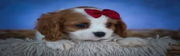 Cavalier King Charles Spaniel dogs for sale: Princeton🐶 - Ad 17