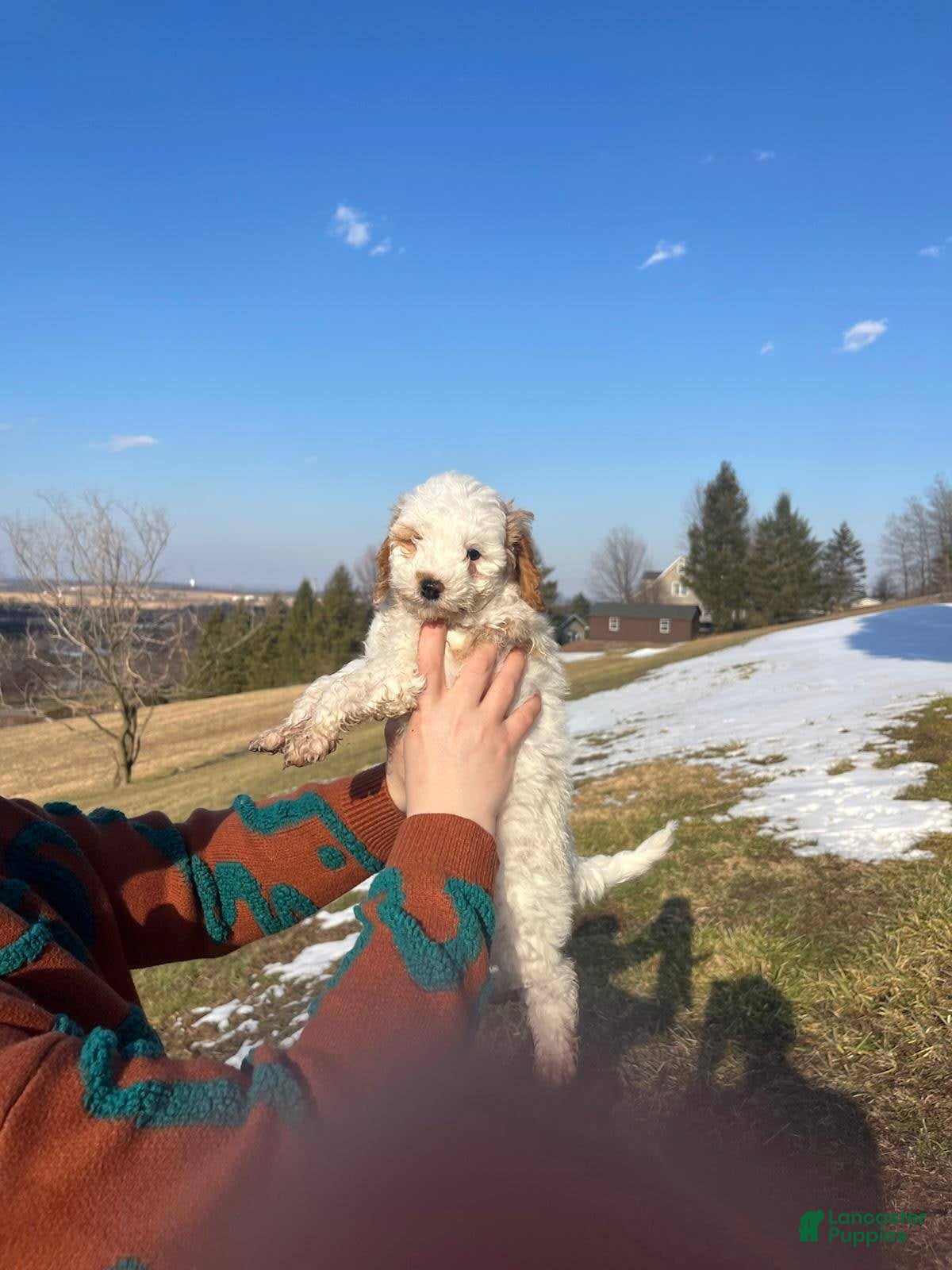 Cavapoo dogs Winter - Ad 2