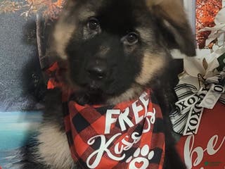 German Shepherd dogs Nicholas - Ad 3