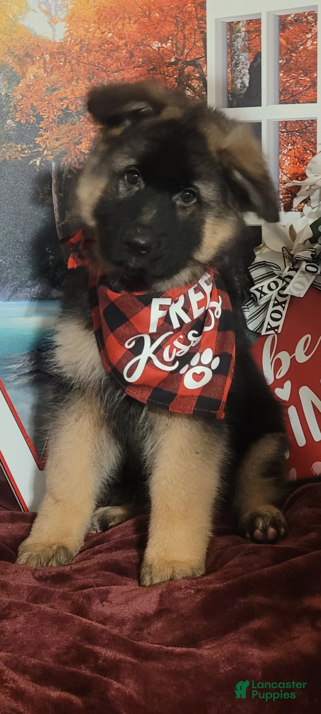 German Shepherd dogs for sale:  Nicholas  - Ad 6