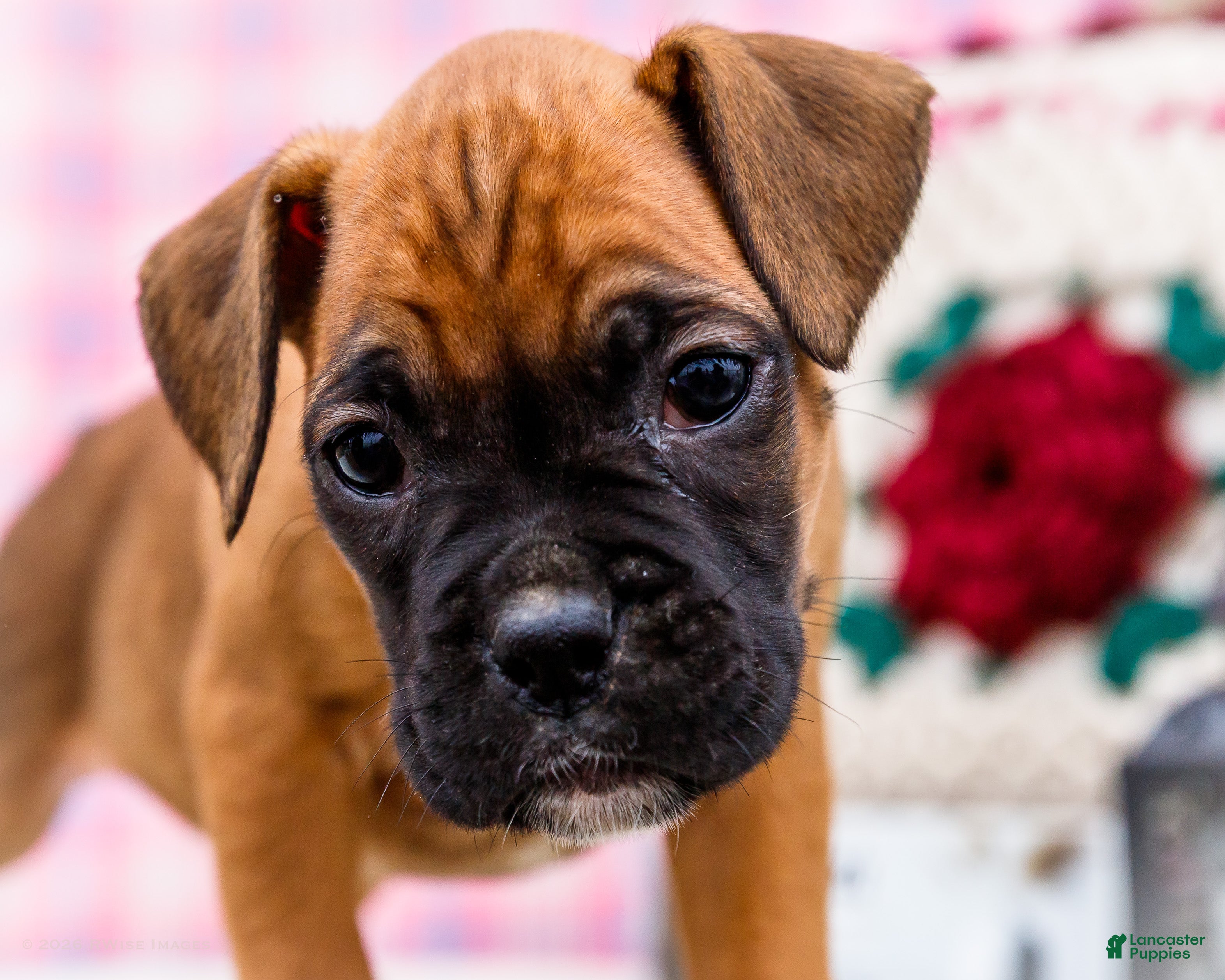 Boxer dogs Crush - Ad 2