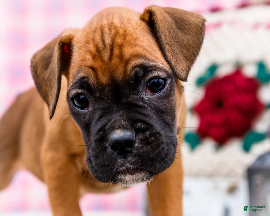 Boxer dogs for sale: Crush - Ad 2