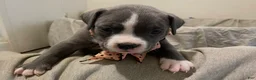 American Bully dogs for sale: Missy - Ad 5