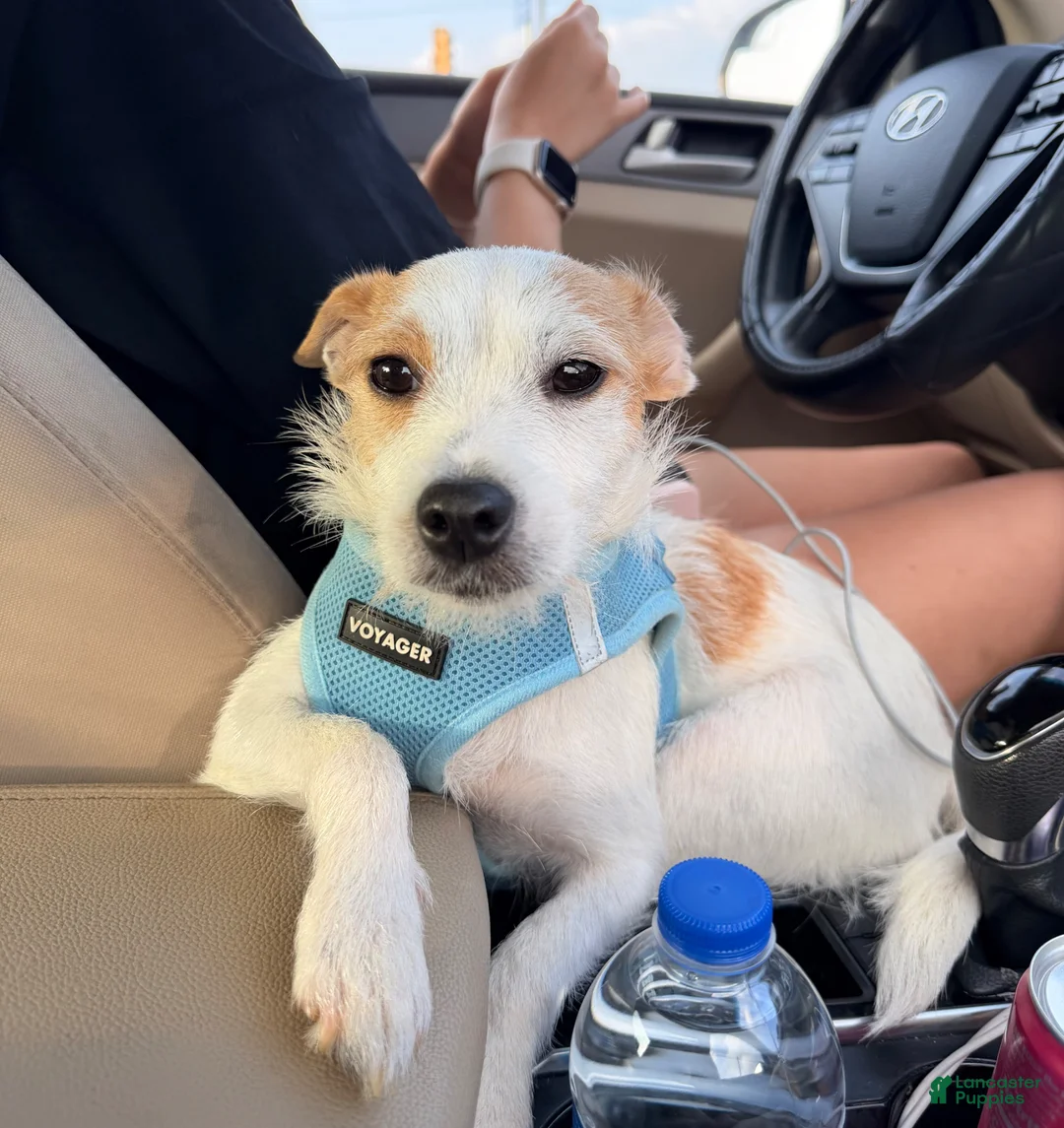 Jack Russell Terrier dogs for sale: Jack Russell Terrier Puppy 2 - Ad 3