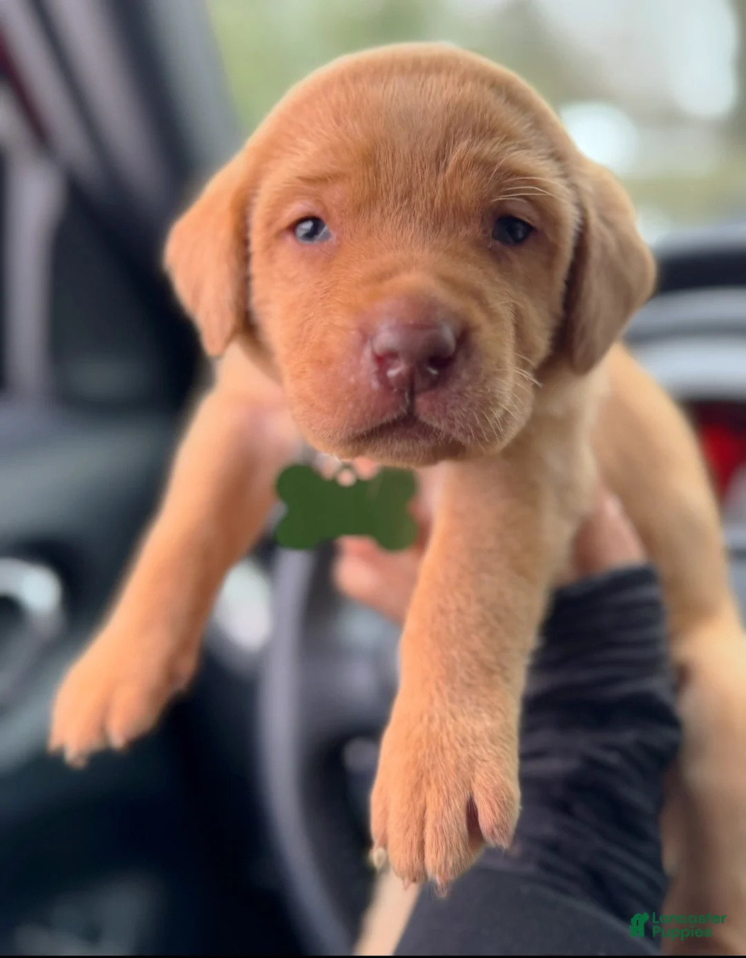 Lakeland Terrier dogs for sale: Labrador retriever - Ad 8