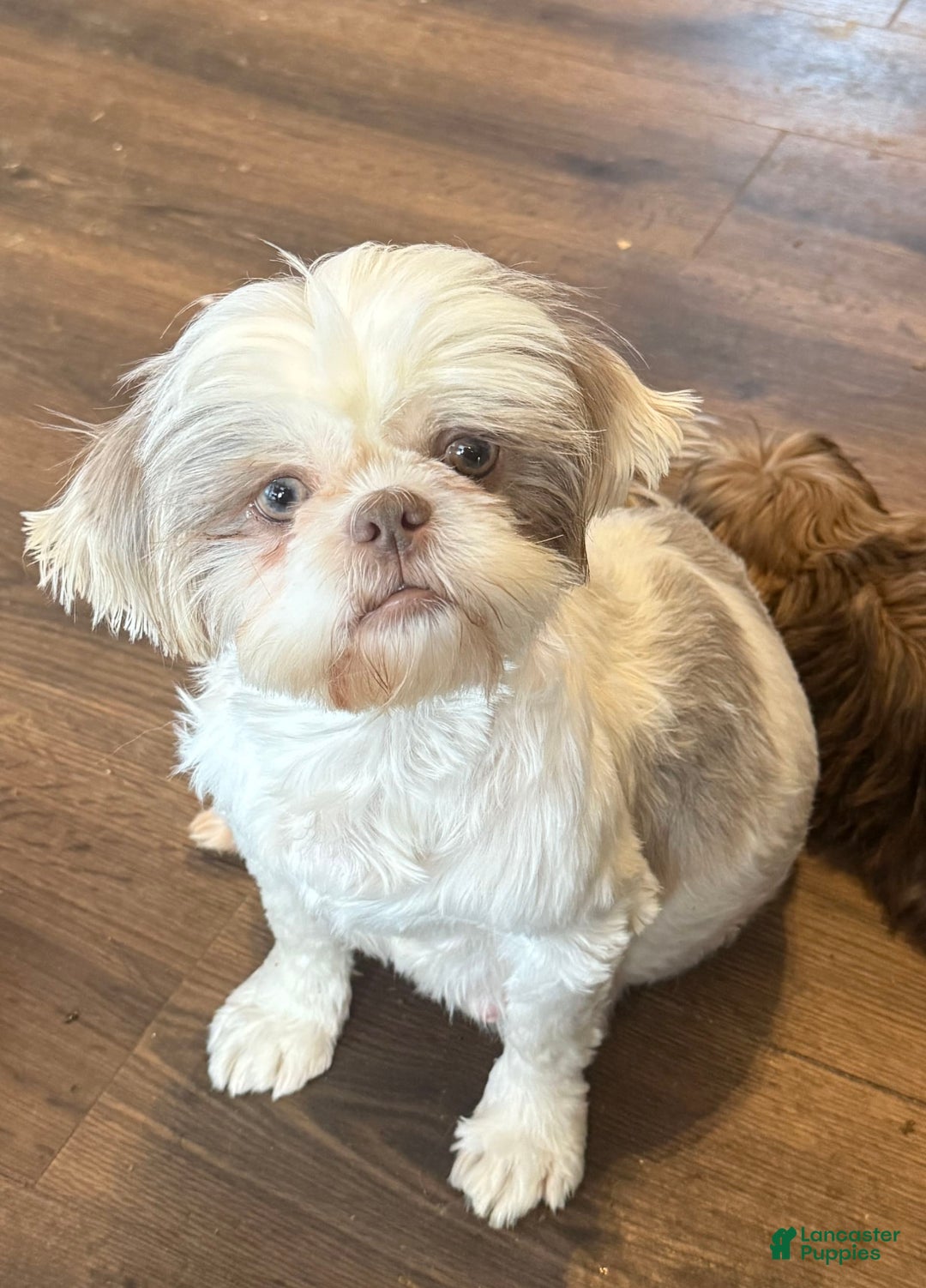 Shih Tzu dogs for sale: Maroon Collar - Ad 2