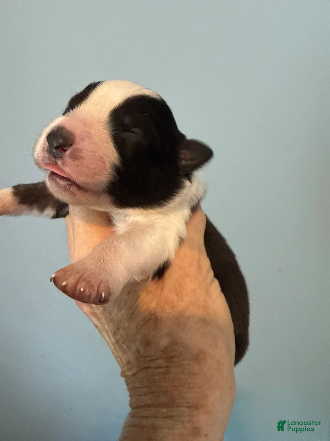 Australian Shepherd dogs for sale: Australian Shepherd Puppy 5 - Ad 2