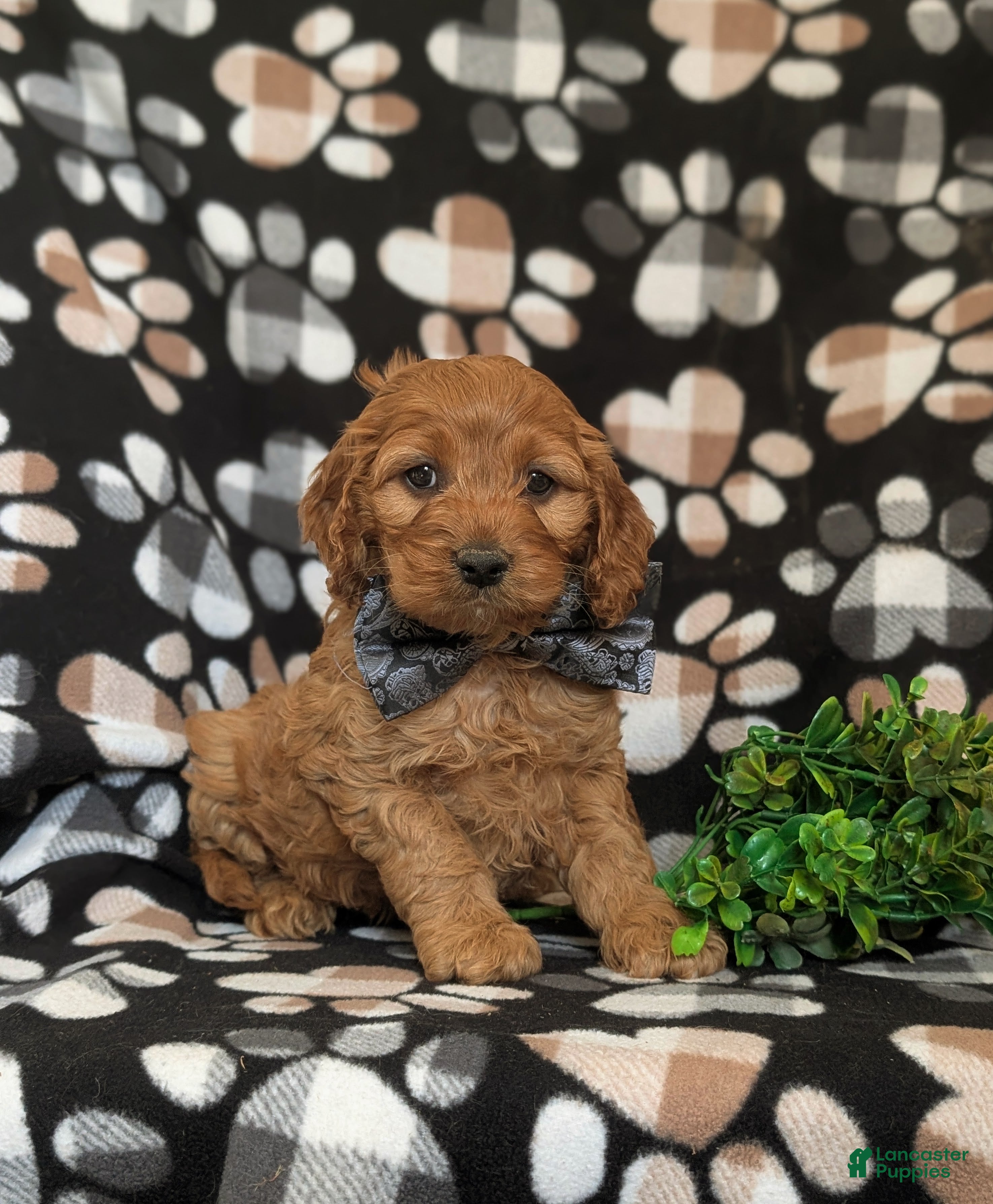 Cockapoo dogs Kayleb - Ad 2