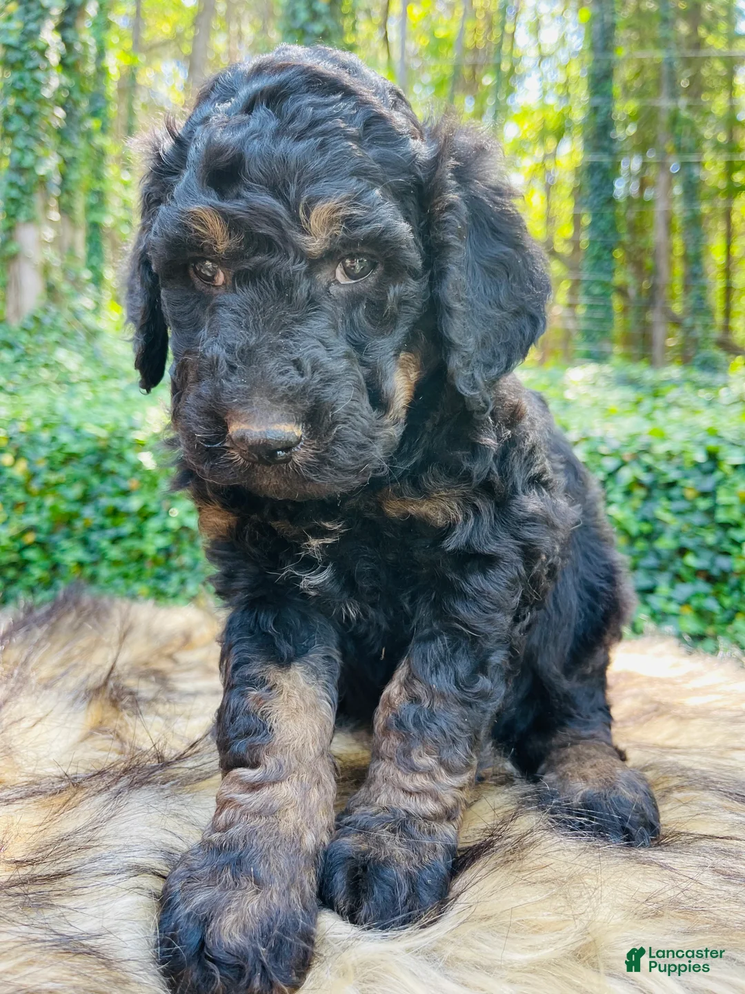 Bernedoodle dogs for sale: Kiwi  - Ad 2