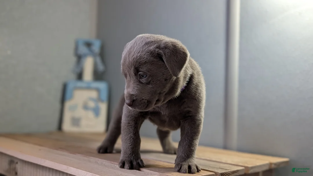 Labrador Retriever dogs for sale: Kooper - Ad 4