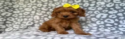 Cavapoo dogs for sale: Molly - Ad 5