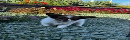 Papillon dogs for sale: Ruby  - Ad 4