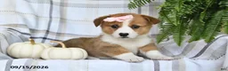 Welsh Corgi Pembroke dogs for sale: Daisy - Ad 4
