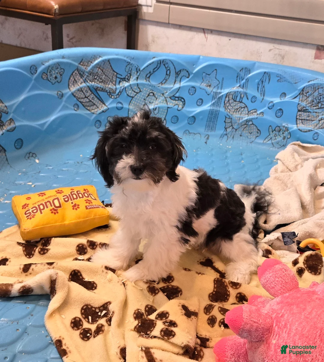 Havanese dogs for sale: Hank - Ad 5
