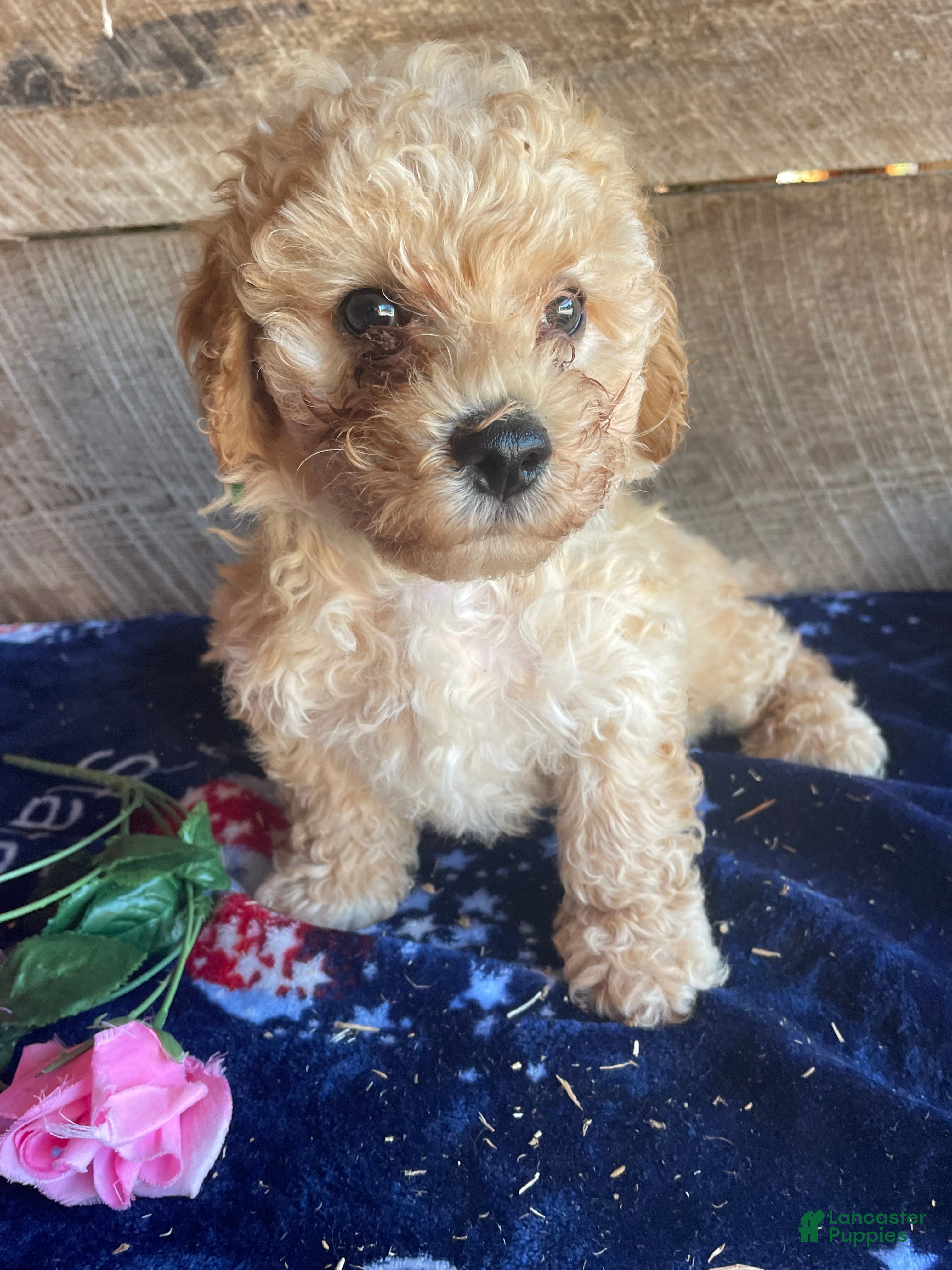 Cavapoochon dogs Theo - Ad 6