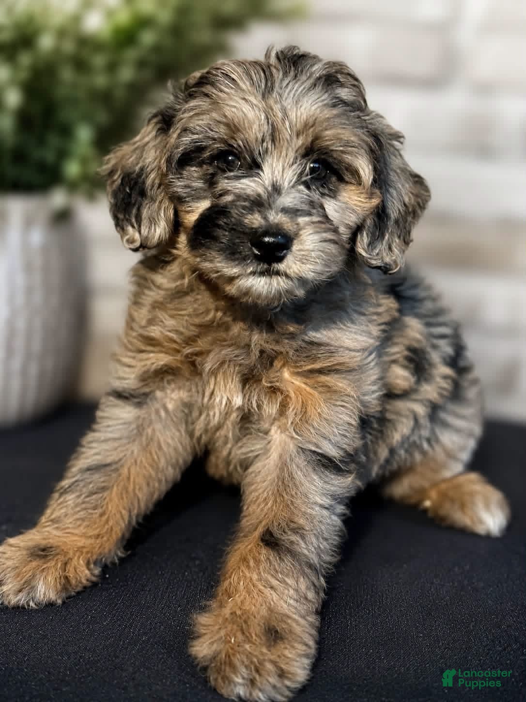 Mini Goldendoodle dogs Mini Goldendoodle 1 - Ad 2