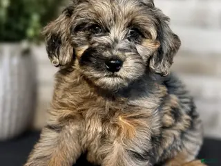 Mini Goldendoodle dogs Mini Goldendoodle 1 - Ad 2