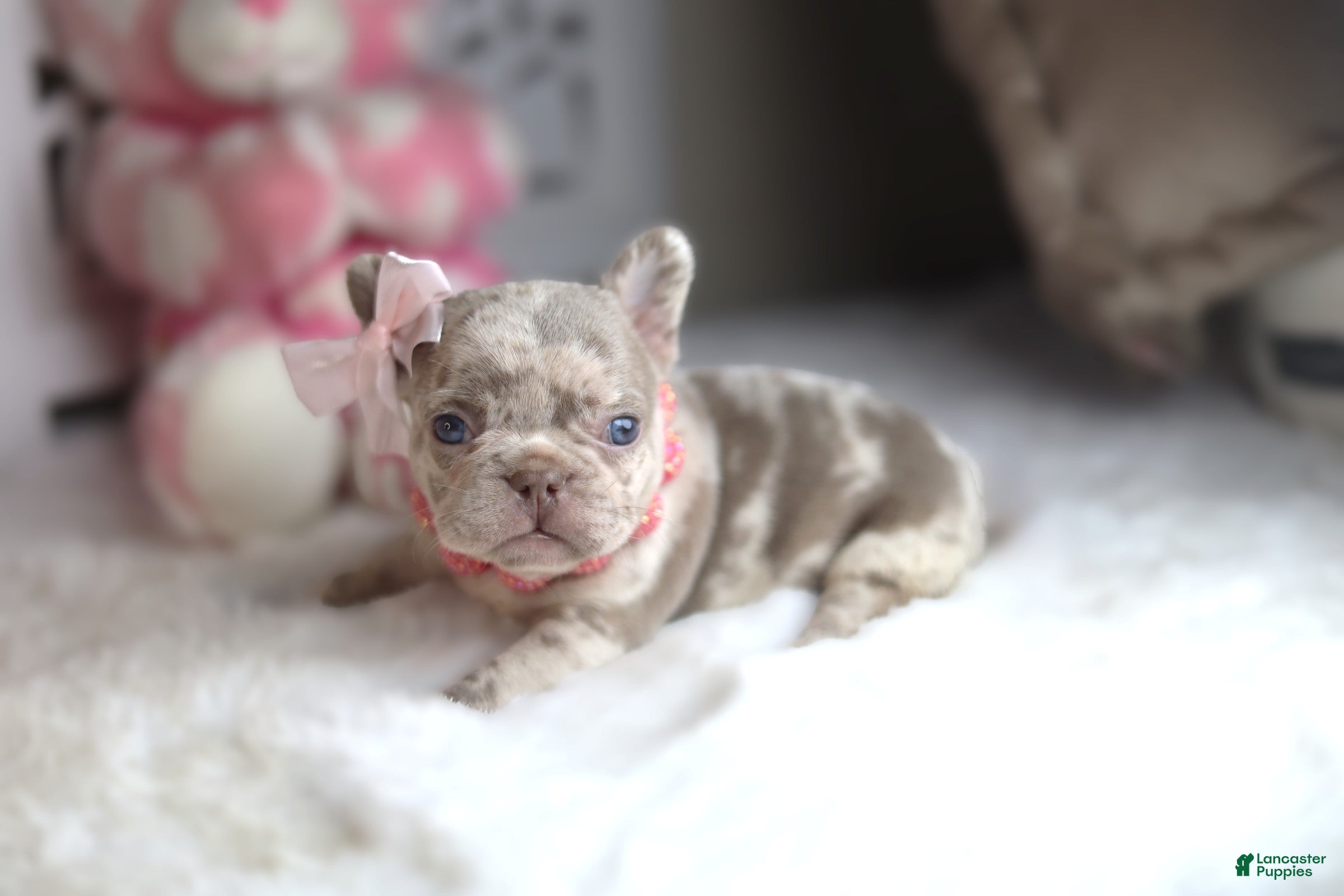 French Bulldog dogs for sale: Bella - Ad 2