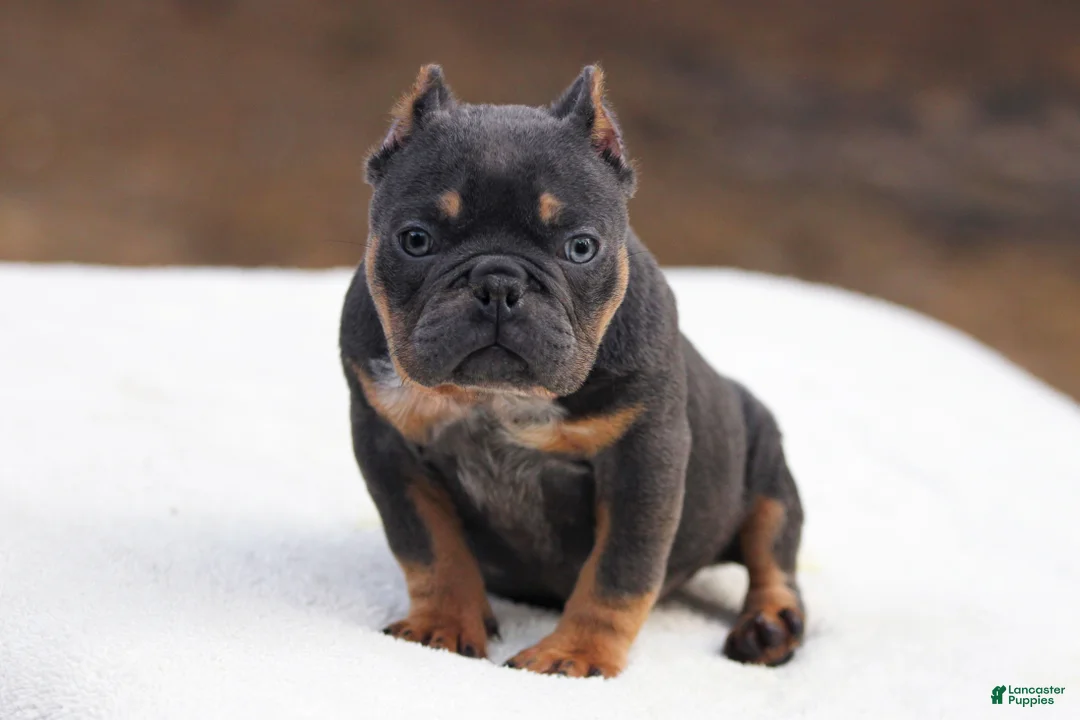 American Bully dogs for sale: Blue Tri - Ad 1